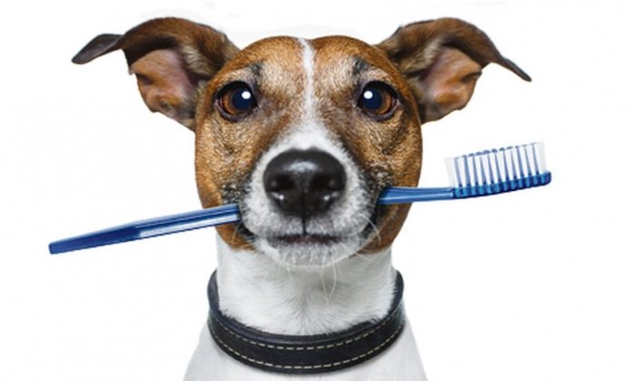 Стоматология - лечение зубов у собак и кошек